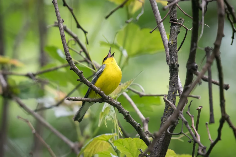 A small yellow bird perches on a tree branch, surrounded by green leaves and twigs, with its beak open as if singing.