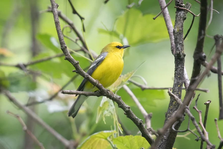 A small yellow bird with gray wings perches on a branch surrounded by green leaves and blurred foliage in the background.