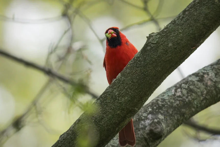 A male Northern Cardinal sits on a tree branch holding a green insect in its beak.