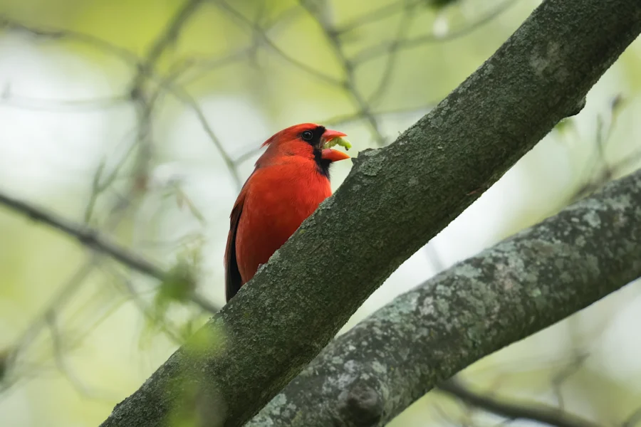 A bright red bird with a black face holds a seed in its beak while perched on a tree branch with a blurred green background.
