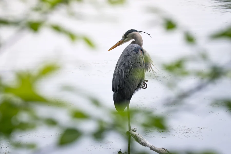 A heron stands on one leg on a branch over water, surrounded by blurred green leaves in the foreground.