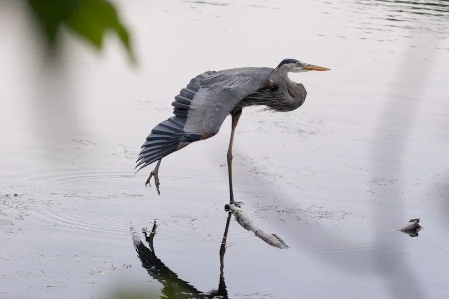A great blue heron stands on one leg in shallow water, with wings partially open and its reflection visible on the surface.