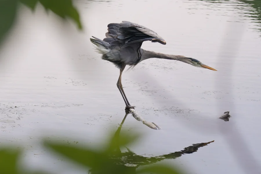 A gray heron stands in shallow water, wings partially extended, with its reflection visible on the surface. Green leaves frame the foreground.