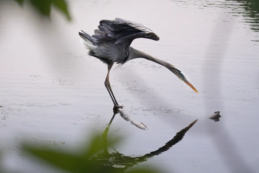 A heron stands in shallow water with one wing raised and its beak pointed toward the surface, creating a clear reflection.