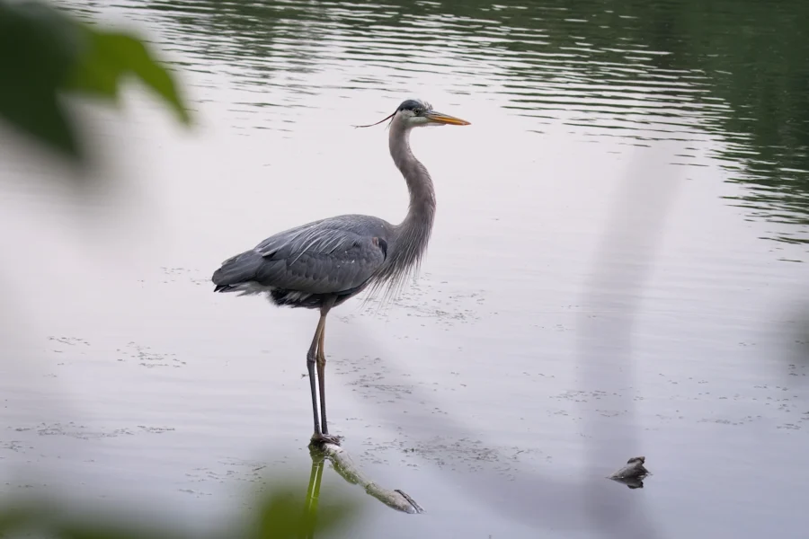 A great blue heron stands on a partially submerged log in a calm body of water, surrounded by reflections and green foliage.