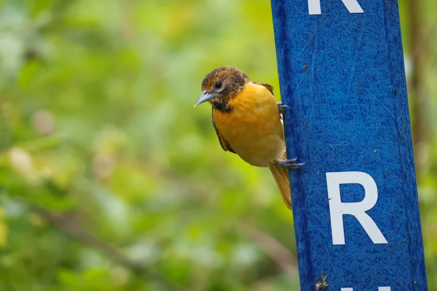 A small orange and black bird perches on the side of a tall blue sign with white letters against a blurred green background.
