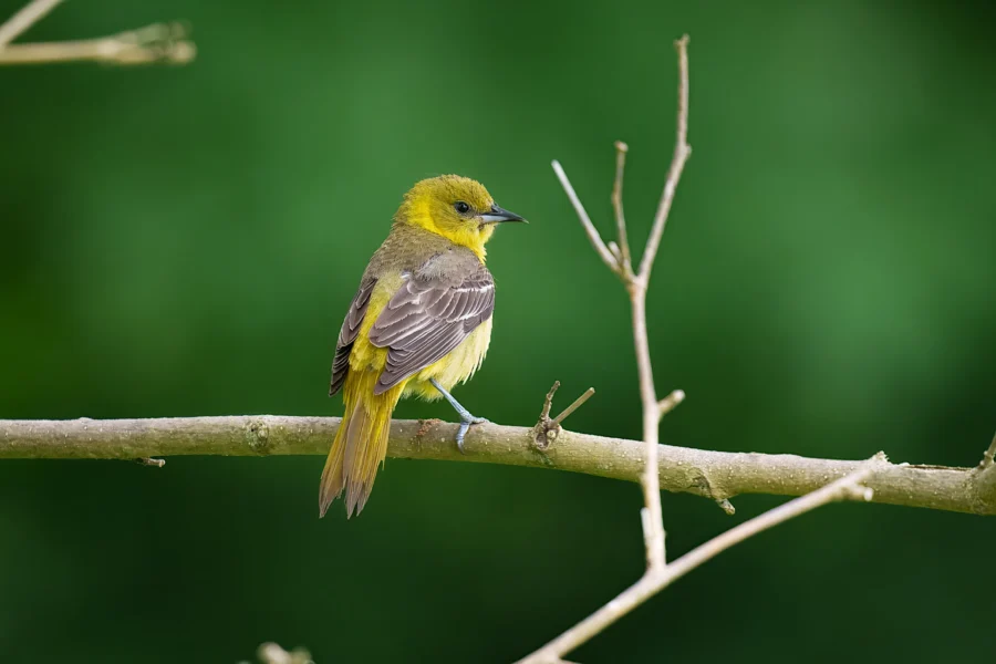 A yellow and brown bird is perched on a bare branch against a blurred green background.