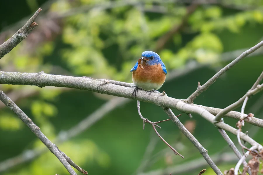 A small blue and orange bird perched on a tree branch with green leaves in the blurred background.