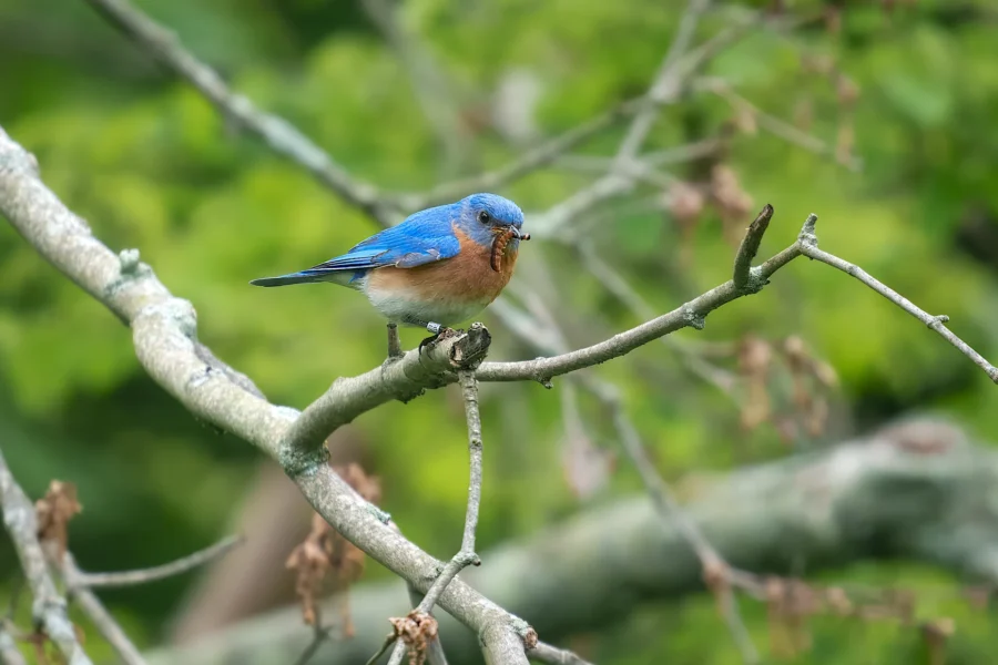A bluebird with a reddish-brown breast perches on a tree branch, holding an insect in its beak against a blurred green background.