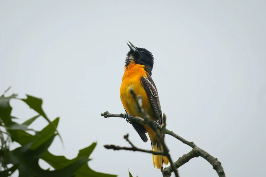 A small black and orange bird perches on a tree branch, looking up with its beak open against a pale sky.