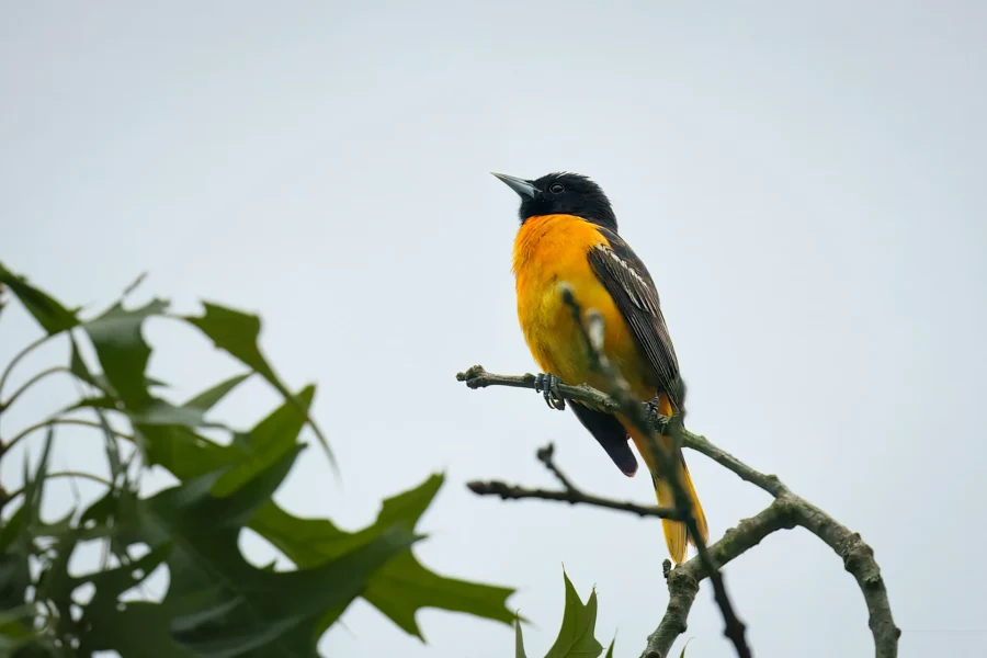 A Baltimore Oriole with bright orange and black plumage is perched on a tree branch against a plain sky.