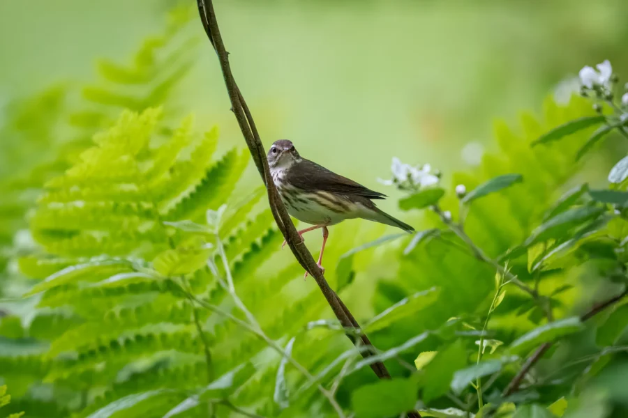 A small brown and white bird perches on a thin branch surrounded by bright green ferns and leaves, with a soft green background.