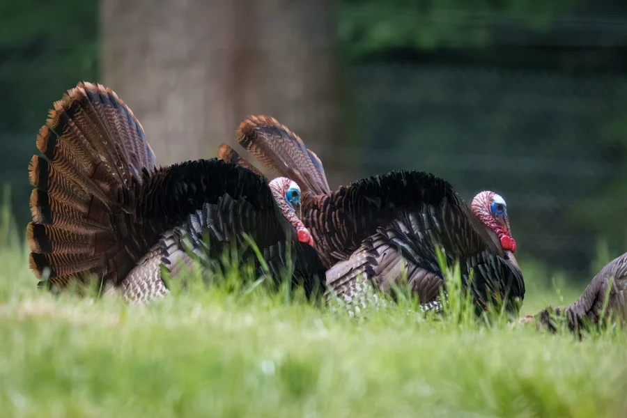 Two wild turkeys with fanned tails and red wattles stand in tall green grass, with a blurred background of trees and fence.