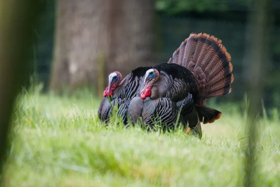 Two wild turkeys with dark feathers and fanned tails stand close together on grass in an outdoor setting.