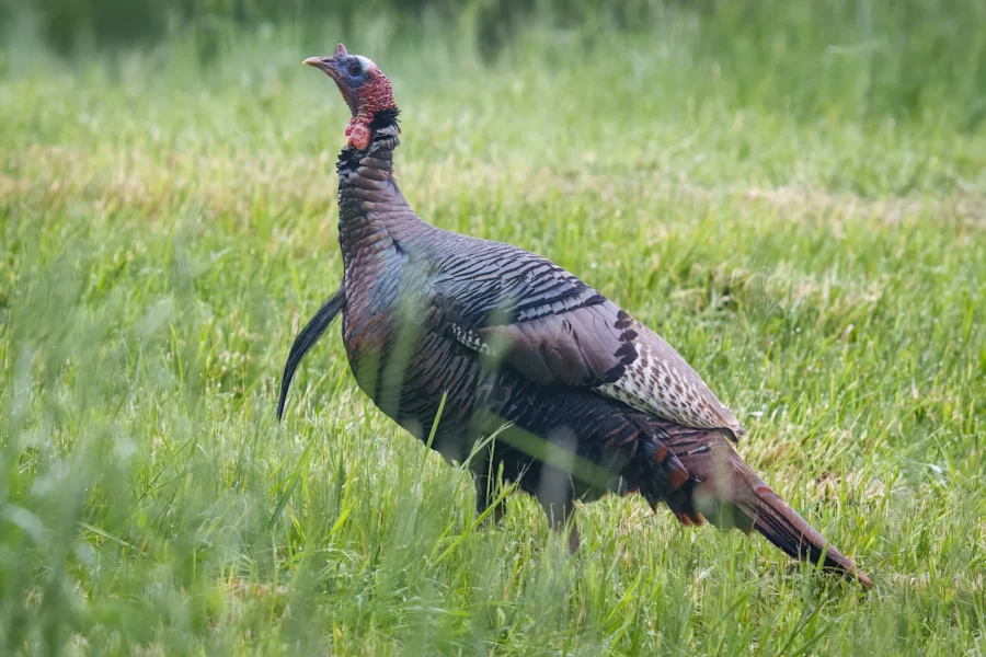 A wild turkey stands in green grass, showing its feathered body, red wattle, and blue-tinted head in a natural outdoor setting.