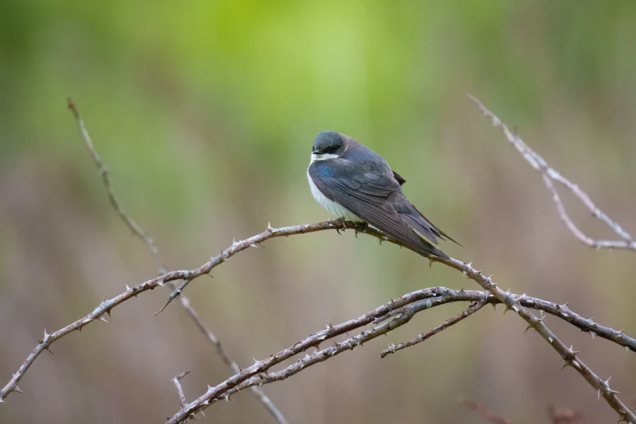 A small bird with blue-grey feathers and white underparts is perched on a thorny branch, with a blurred green and brown background.