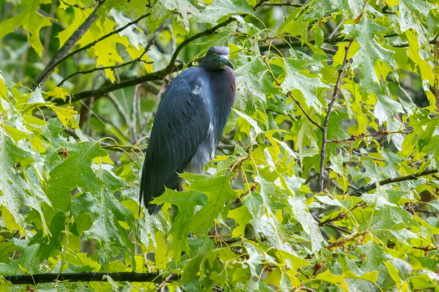 A dark blue heron is perched among green leaves on a tree branch, surrounded by wet foliage.