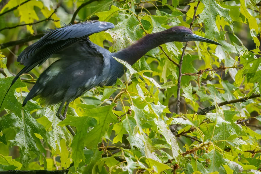 A dark-colored heron with outstretched wings perches among wet green leaves on a tree branch.