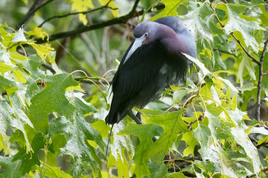 A Little Blue Heron perched among wet green leaves, with its head turned and feathers fluffed, surrounded by tree branches.