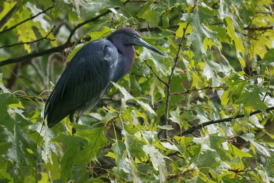 A dark-feathered heron with a long bill perches on a branch surrounded by green leaves.