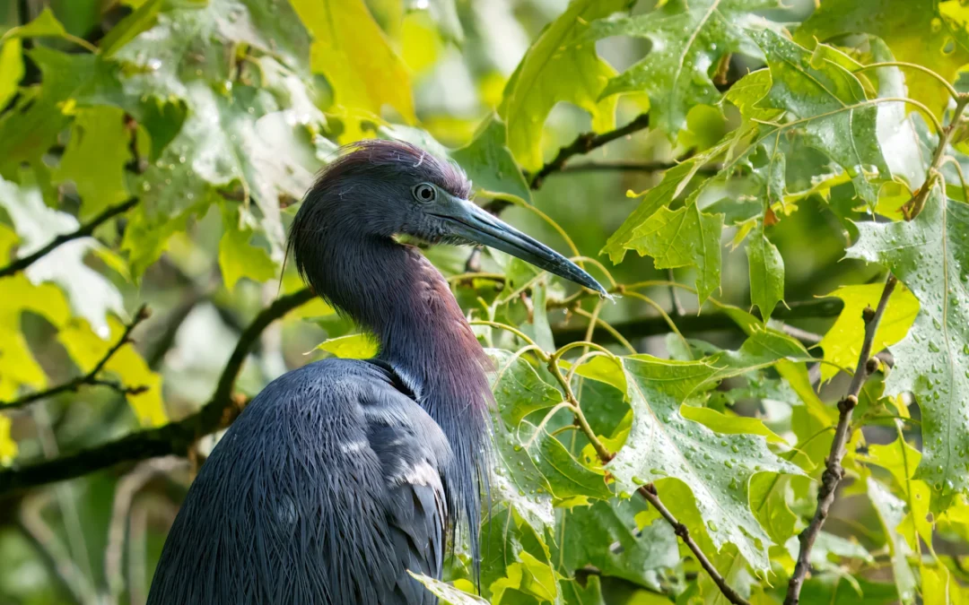 Little Blue Heron – A Rare Bird Visits Swan Lake