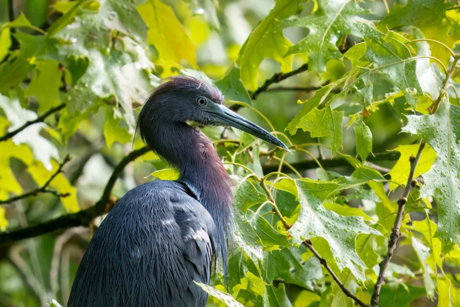 A heron with blue-gray and maroon feathers stands among green leafy branches in natural daylight.