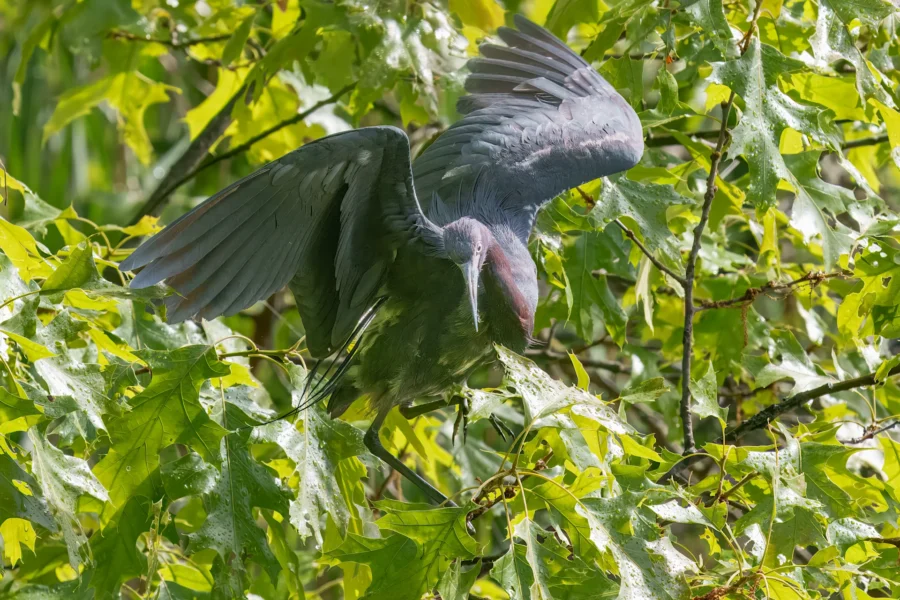 A dark-feathered heron with outstretched wings stands among bright green leaves on a tree branch.