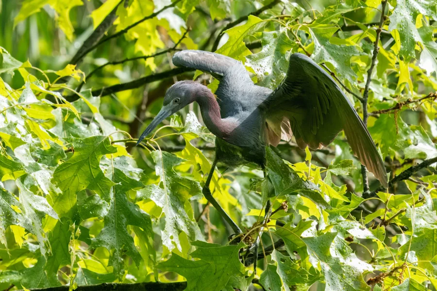 A heron with blue and purple plumage stands among bright green leaves, extending its wings and neck as it moves through the branches.