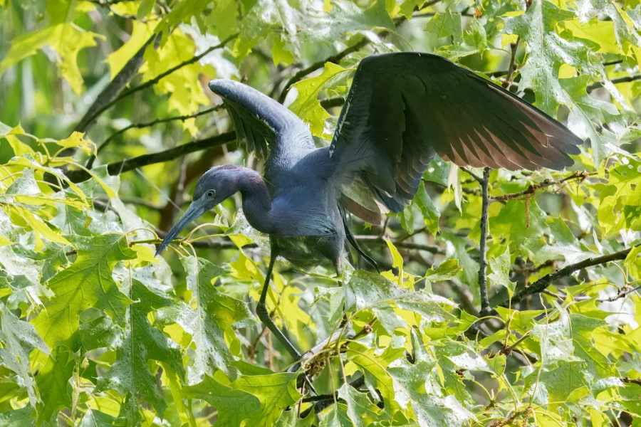 A dark blue heron stands among green leaves, its wings partially open as if preparing to land or take flight.