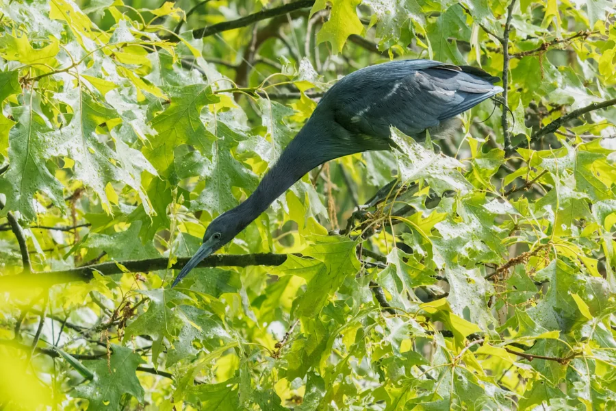 A dark blue heron stands among green leaves on tree branches, blending into the foliage while looking downward.