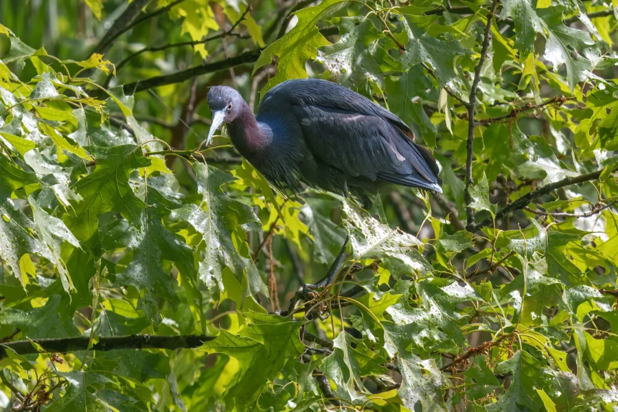 A dark-feathered heron stands on wet branches among green leaves in a sunlit, lush setting.