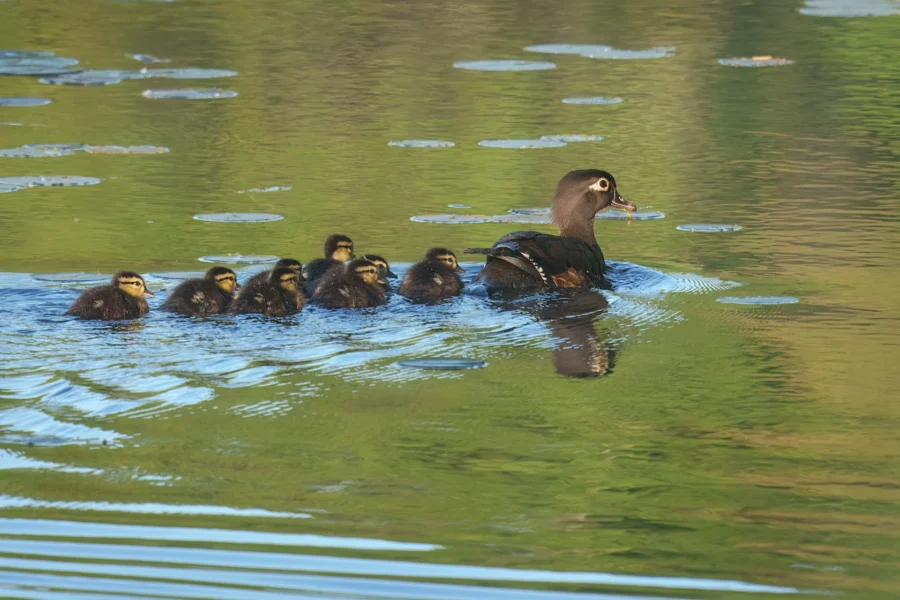 A mother duck swims in a pond with seven ducklings following closely behind her, creating ripples in the calm water.