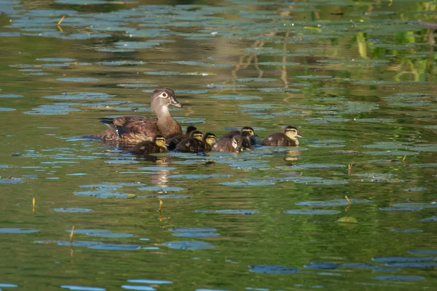 A duck swims in a pond with six ducklings, surrounded by green reflections and floating aquatic plants.