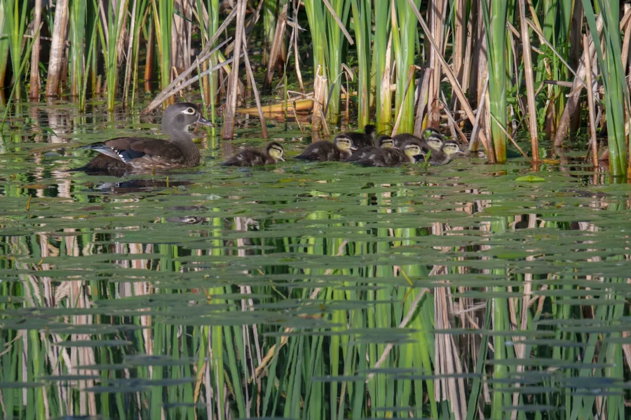 A mother duck swims in a pond with a group of ducklings among tall green reeds.