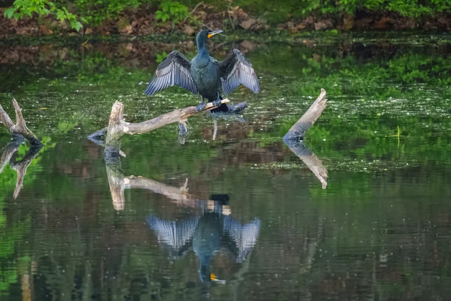 A cormorant stands on a branch above water with its wings spread, reflected clearly in the calm pond below.