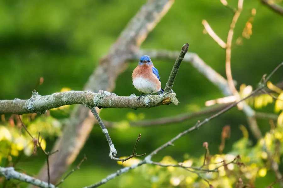 A blue and orange bird is perched on a mossy tree branch with a blurred green background.