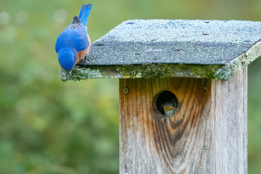 A bluebird is perched on top of a wooden birdhouse, while a baby bird is visible peeking out from the entrance hole.