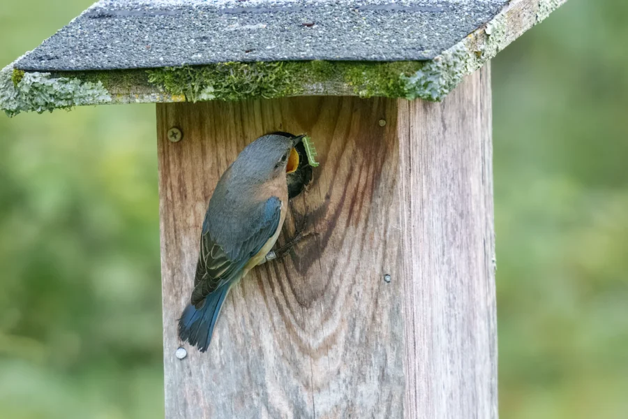 A small bird with an insect in its beak perches at the entrance of a wooden birdhouse.
