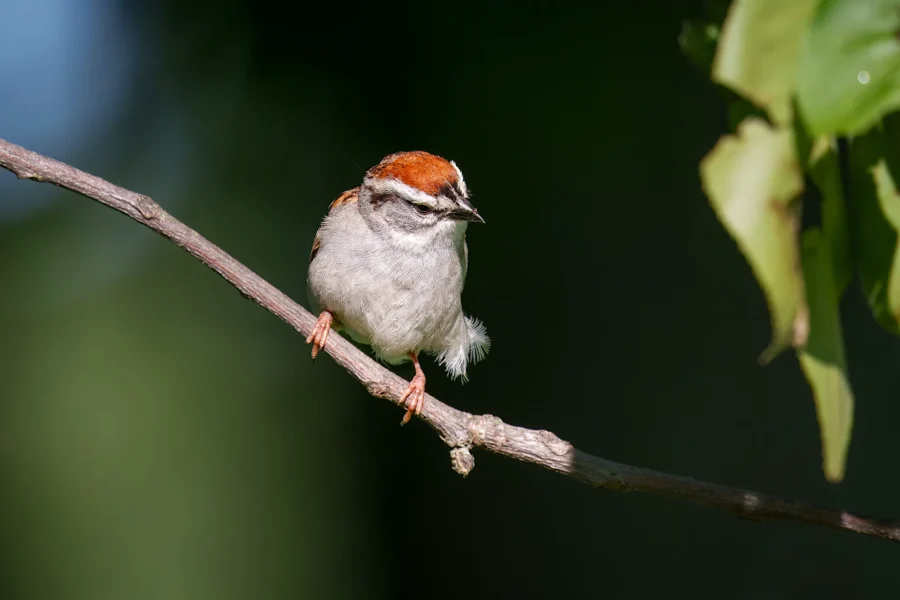 A small bird with a reddish-brown cap and gray body perches on a thin branch against a dark green blurred background.