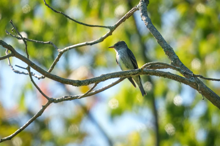 A small gray bird perched on a sunlit tree branch with green leaves and blurred foliage in the background.
