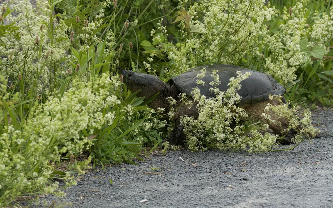 Snapping Turtles at Swan Lake: What You Might See and Why
