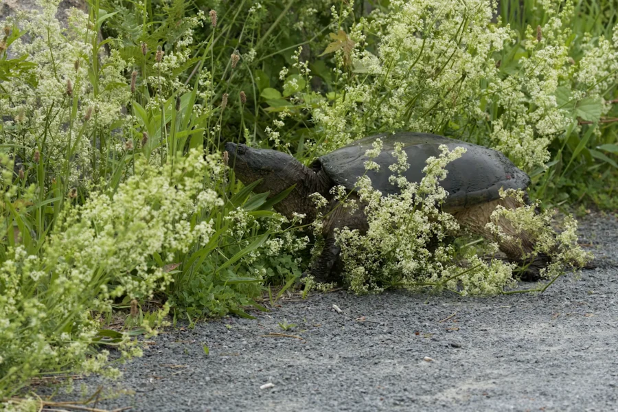 A snapping turtle walks through tall green plants beside a gravel path, partially hidden by foliage.