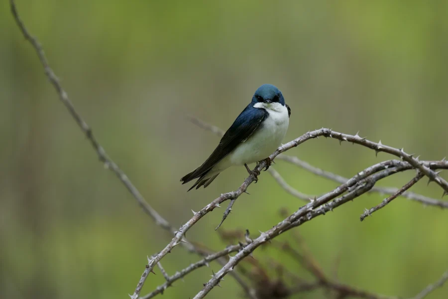 A small bird with blue and white feathers perches on a thorny branch against a blurred green background.