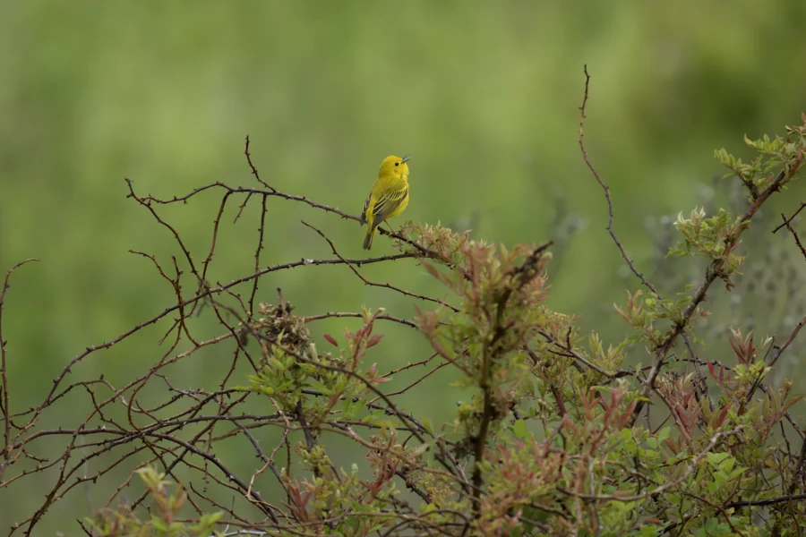 A small yellow bird perches on a sparse, leafy branch against a blurred green background.