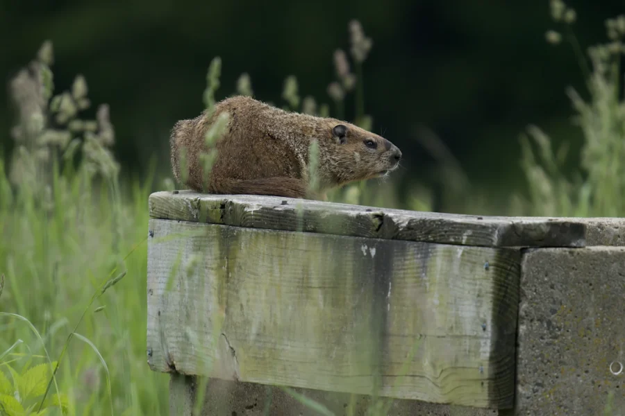 A groundhog stands on top of a weathered wooden platform surrounded by tall grass, with a blurred green background.