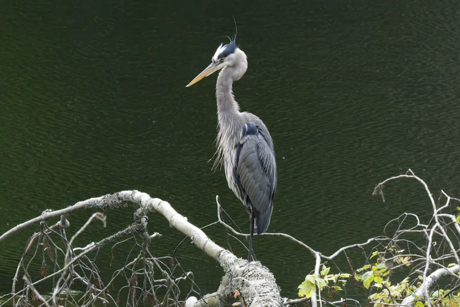 A great blue heron stands on a branch over dark water, facing left with its long neck slightly curved and feathers ruffled.