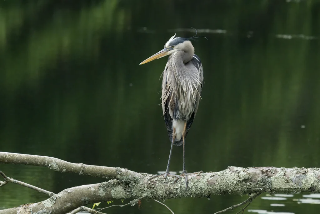 A great blue heron stands on a lichen-covered branch above calm, dark green water, facing left with its beak slightly open.