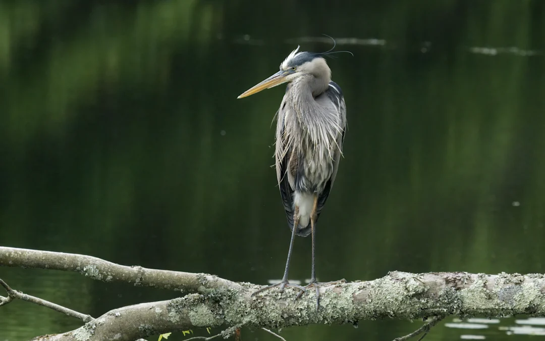 Frequently Asked Questions About the Great Blue Heron
