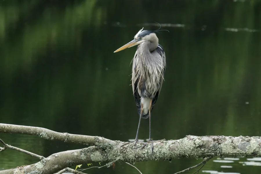 A great blue heron stands on a lichen-covered branch above calm, dark green water, facing left with its beak slightly open.