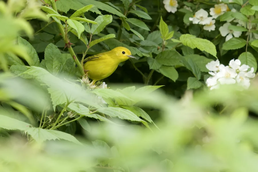 A small yellow bird perched among green leaves and white flowers in a lush, leafy setting.